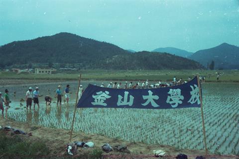 1978년 부산대학교 하계봉사(김해, 양산지역 모내기 일손돕기) (2).jpg
